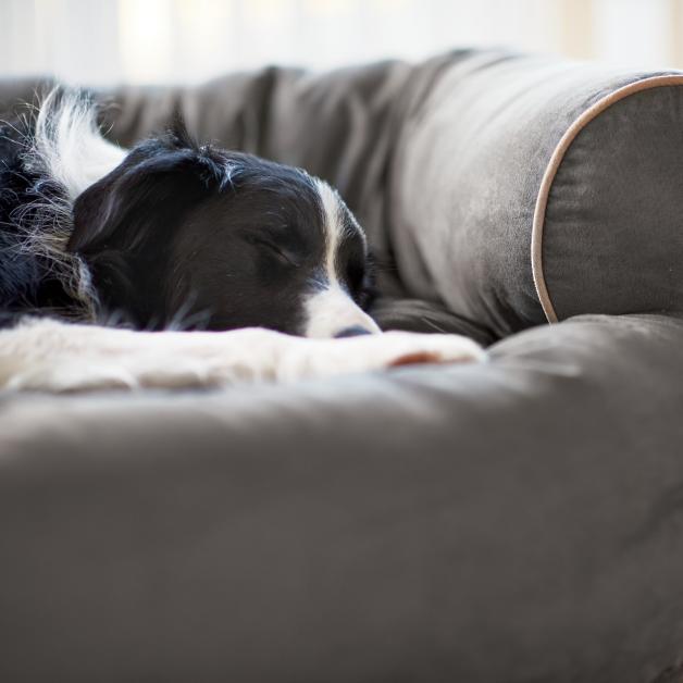 [LAST DAY - 75% OFF]💥 Sofa Dog Bed 2024